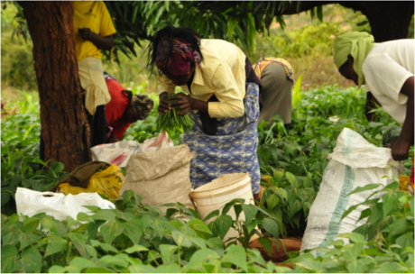 Agribusiness